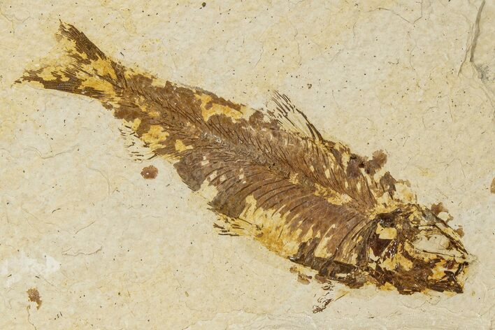 Detailed Fossil Fish (Knightia) - Wyoming #186451